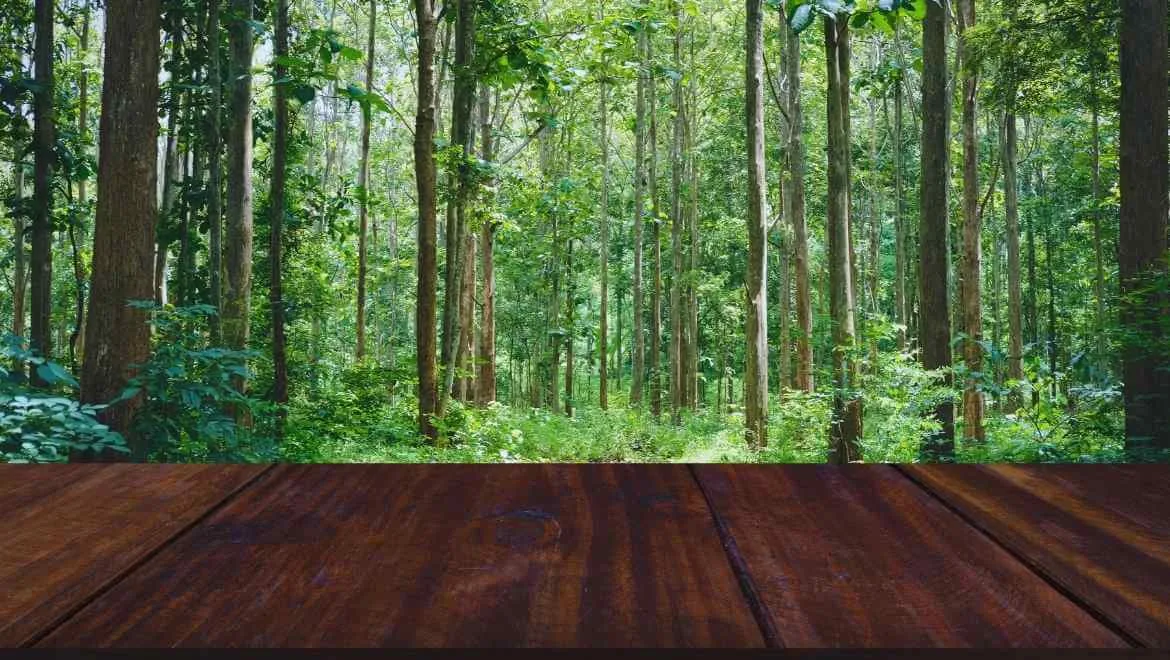 teak ağacı